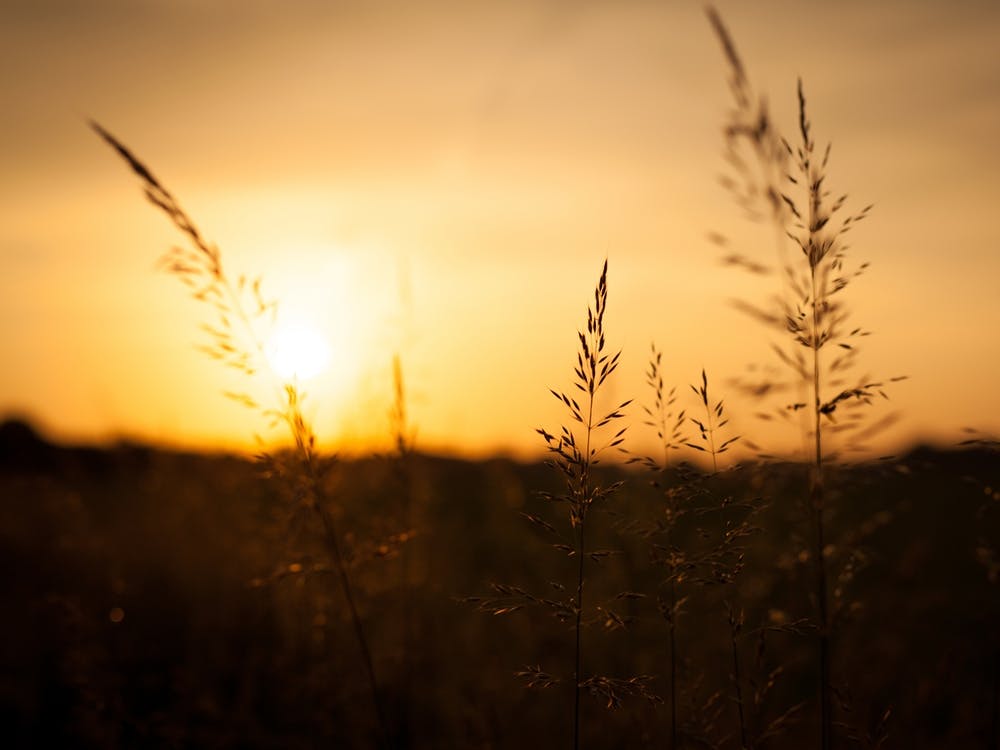 Silhouette d'un Coucher de Soleil Jaune // Photographie de Nature