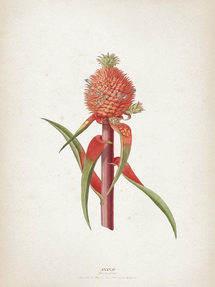 Vintage Ehret 1 Ananas Folio