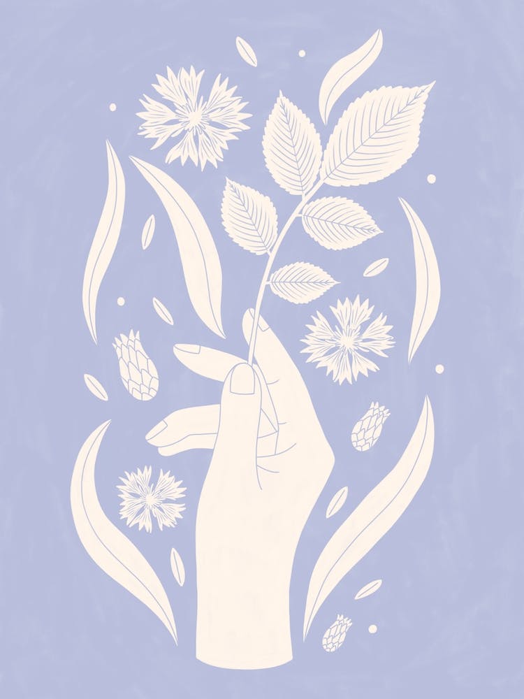 Cornflower