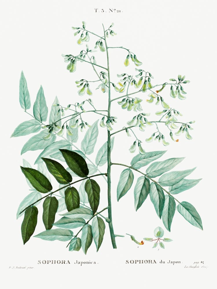 Japanese Pagoda Tree, Pierre Joseph Redoute