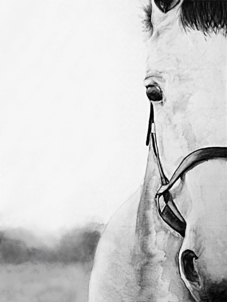 Monochrome Horse Portrait in Watercolour