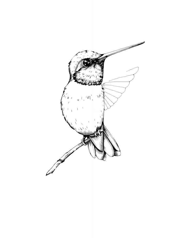 Hummingbird 8