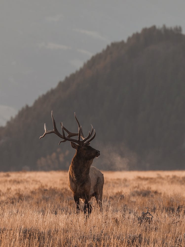 Wapiti Dans une Prairie Ouverte