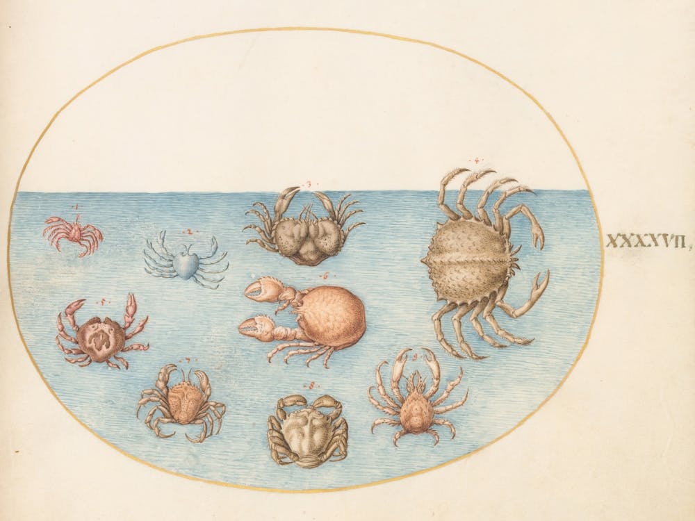 Animalia Aqvatilia et Cochiliata (c. 1575-1580), Joris Hoefnagel (2)