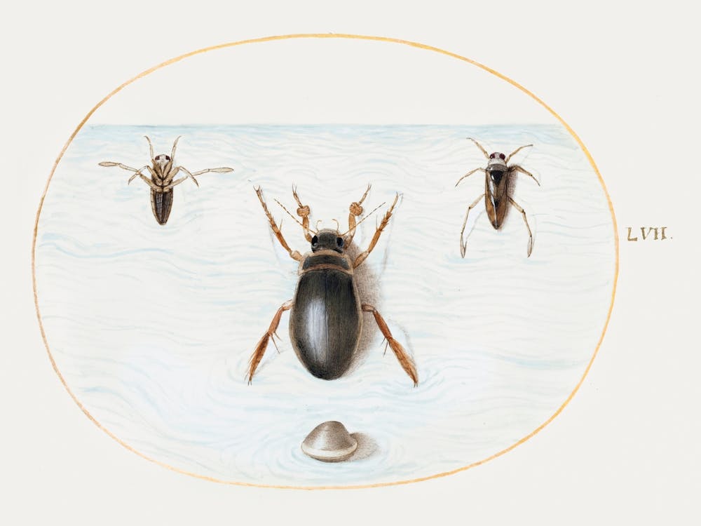 Diving Beetle And Backswimmer (1575–1580), Joris Hoefnagel