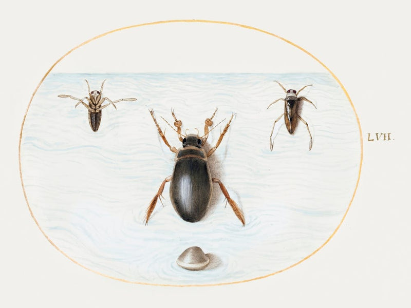 Diving Beetle And Backswimmer (1575–1580), Joris Hoefnagel