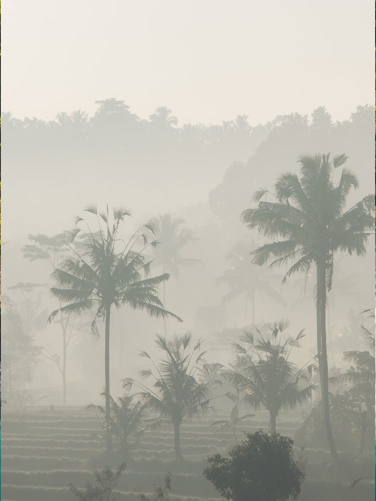 Jungle Haze On The Rice Paddy