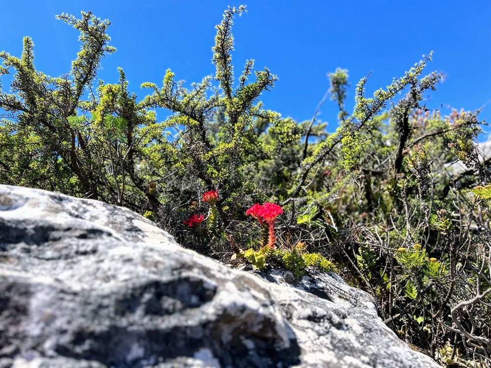 Red Flower On A Rock (Africa Series)