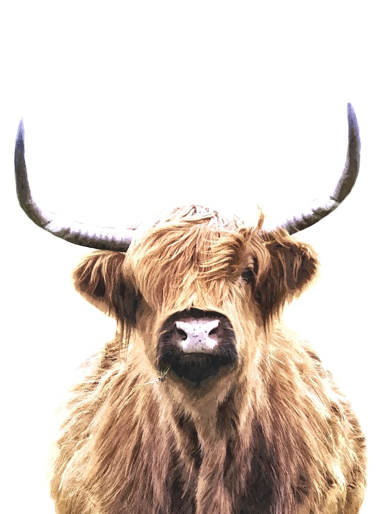 Brown Highland Cow