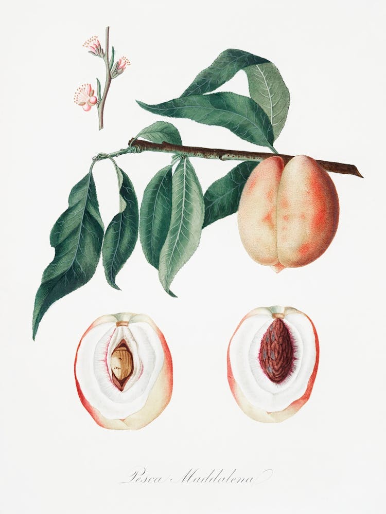 Peach (Persica Magdalena) From Pomona Italiana (1817 - 1839), Giorgio Gallesio