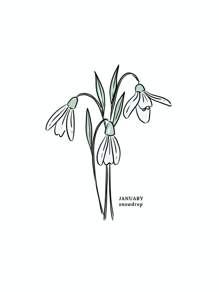 January Snowdrop Birth Flower 1