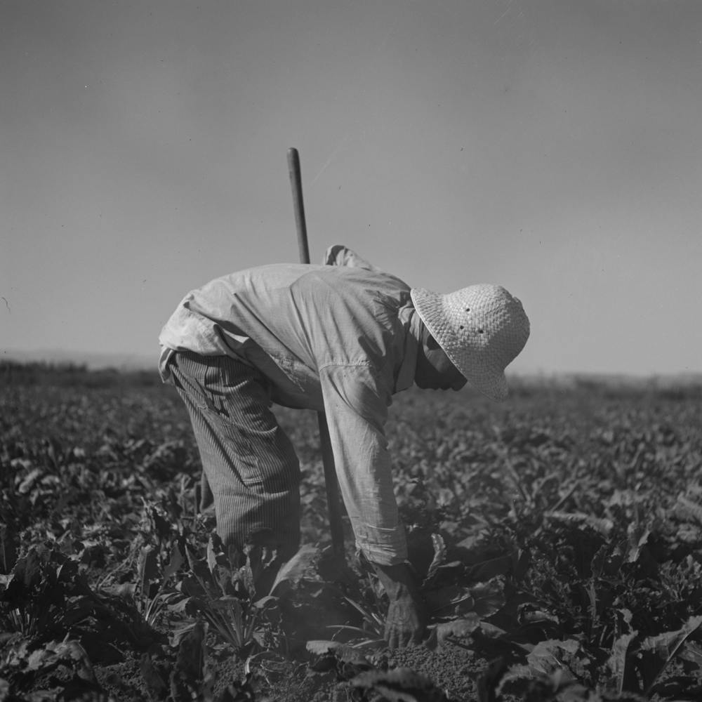 Nyssa, Oregon, Fsa (Farm Security Administration) Mobile Camp, Japanese American Farm Worker By Russell Lee 3