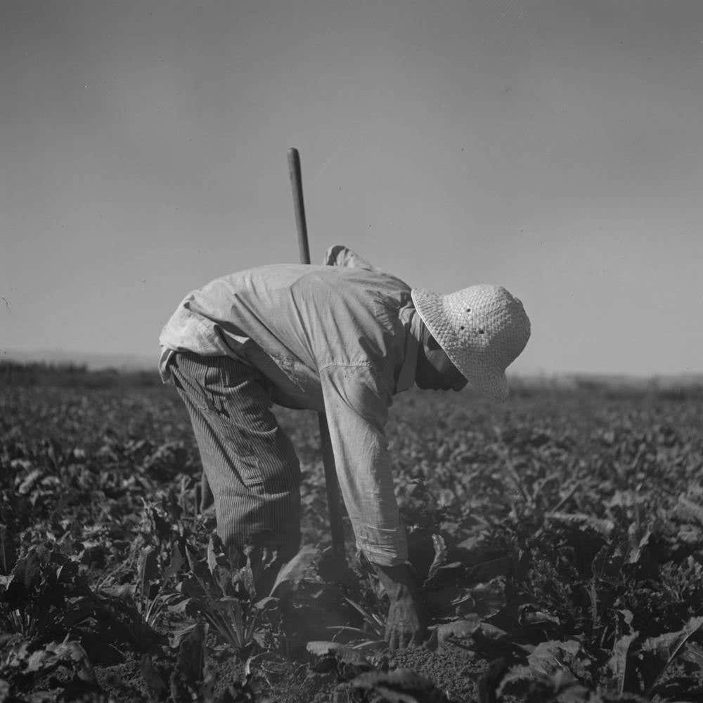 Nyssa, Oregon, Fsa (Farm Security Administration) Mobile Camp, Japanese American Farm Worker By Russell Lee 3