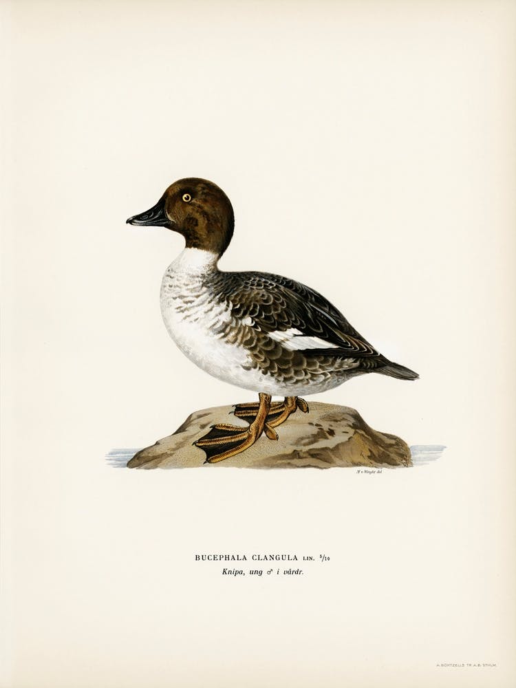 Goldeneye Male, The Von Wright Brothers
