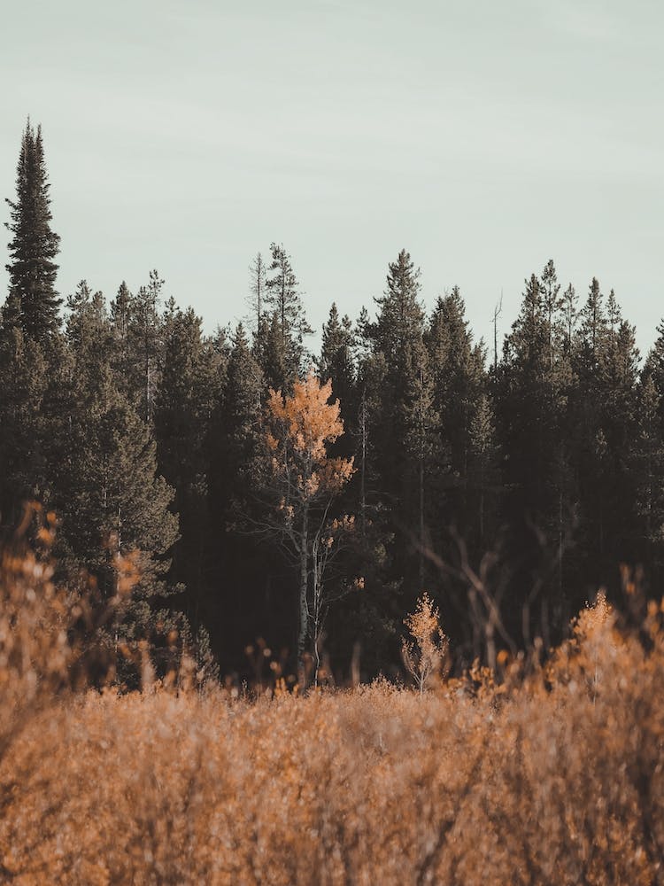Paysage de prairie forestière