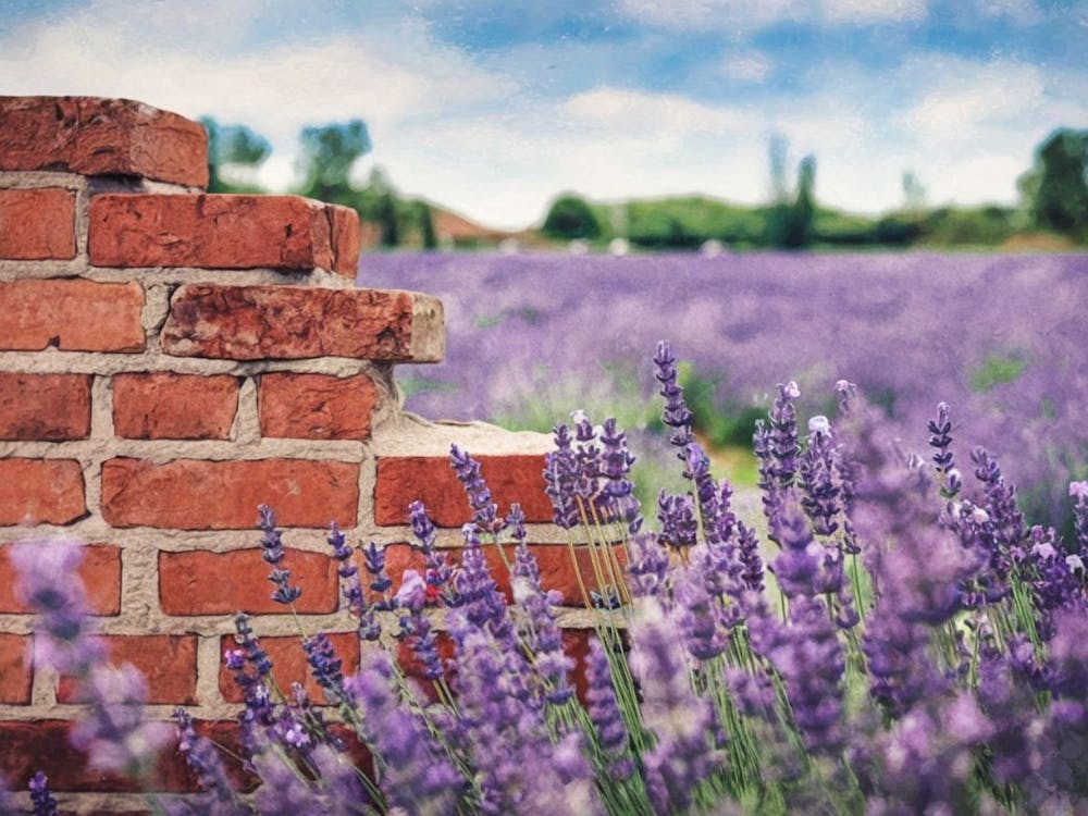Brick Wall In Lavender Field