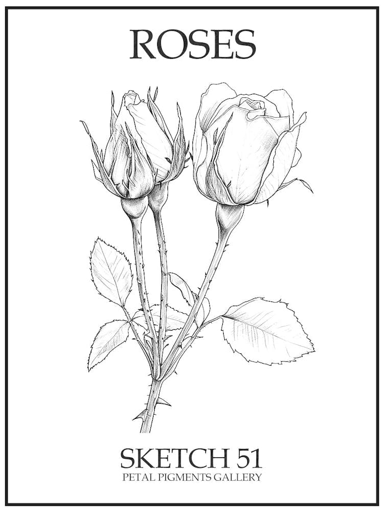 Roses Sketch 51 Poster