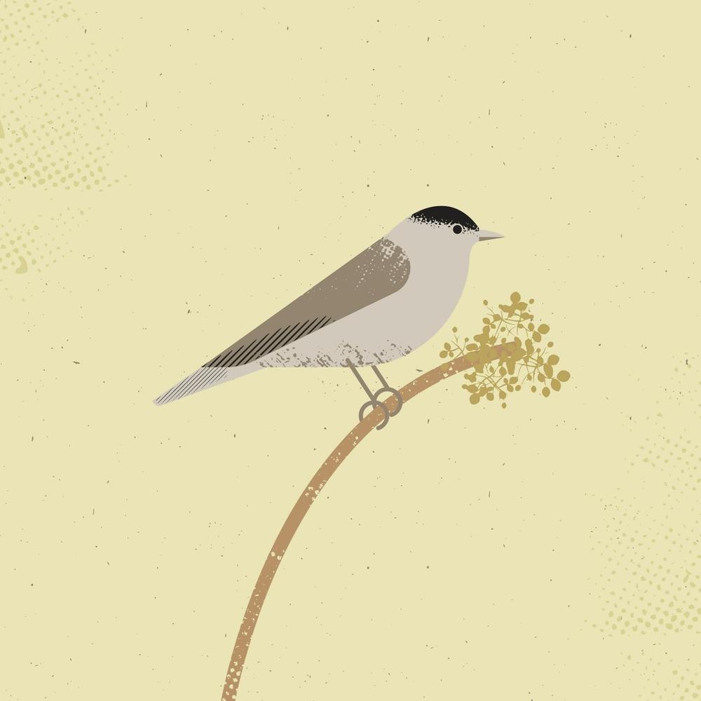 Blackcap