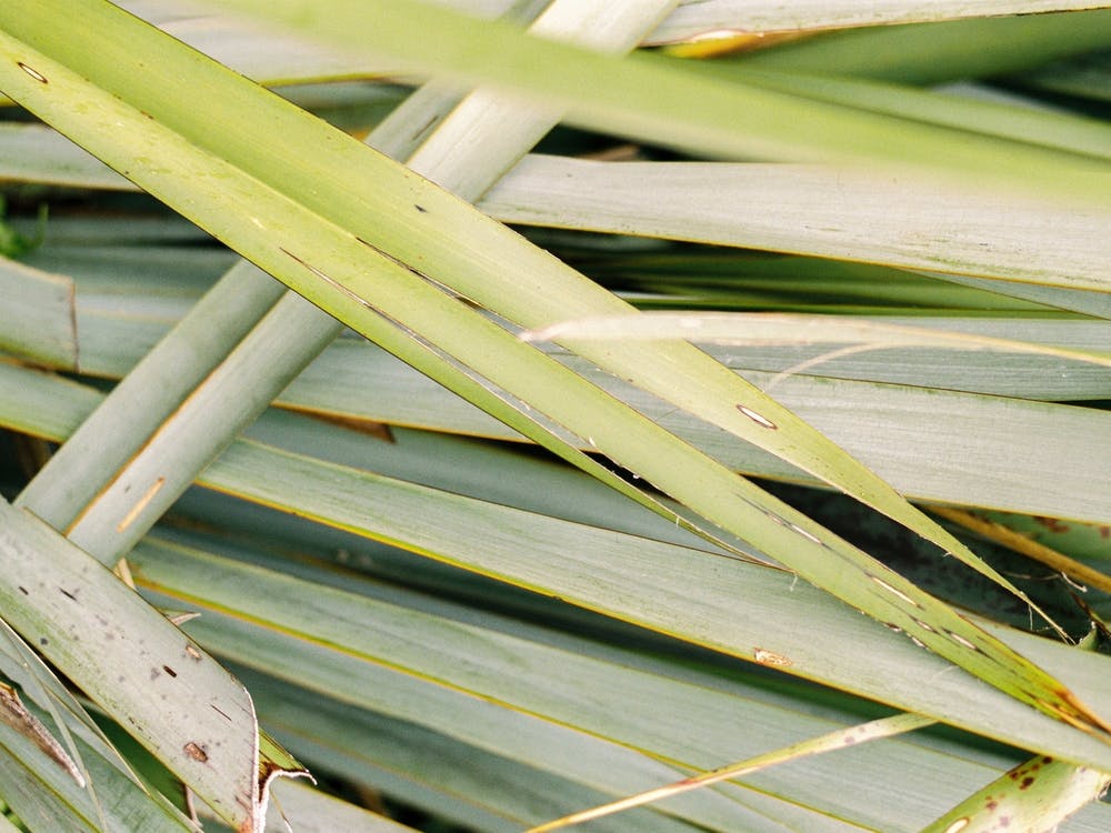 Botanical Detail Ii