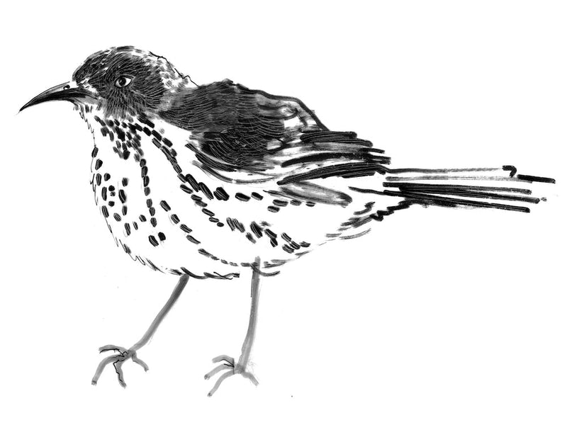 Black Thrasher
