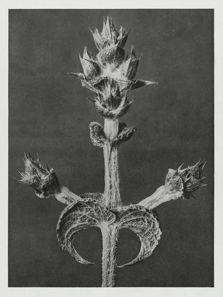 Mediterranean Sage (1928), Karl Blossfeldt