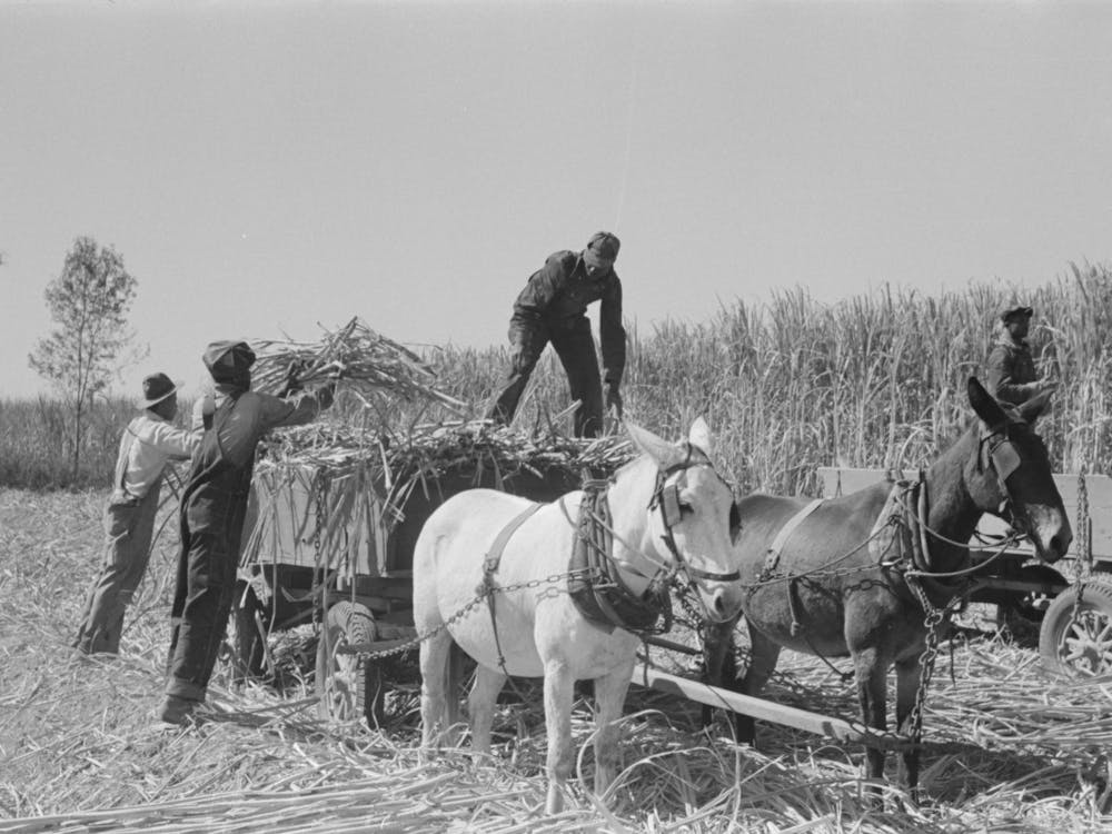 Loading Sugarcane, Louisiana By Russell Lee