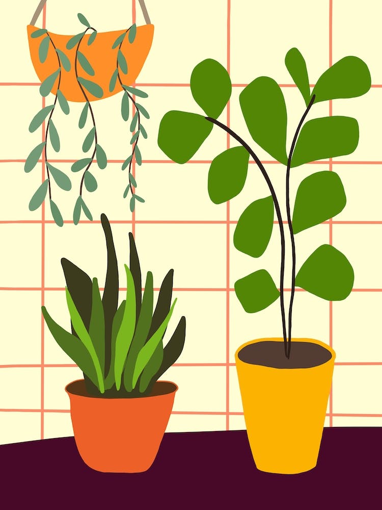 Fiddle Leaf And Friends