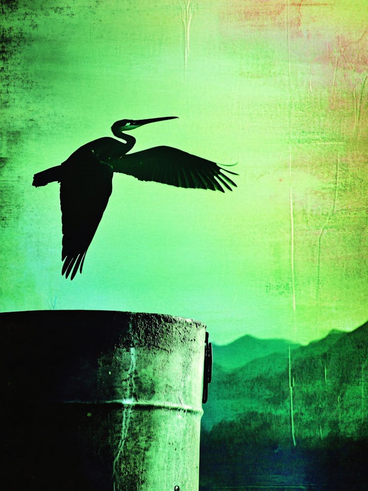 Heron In Flight