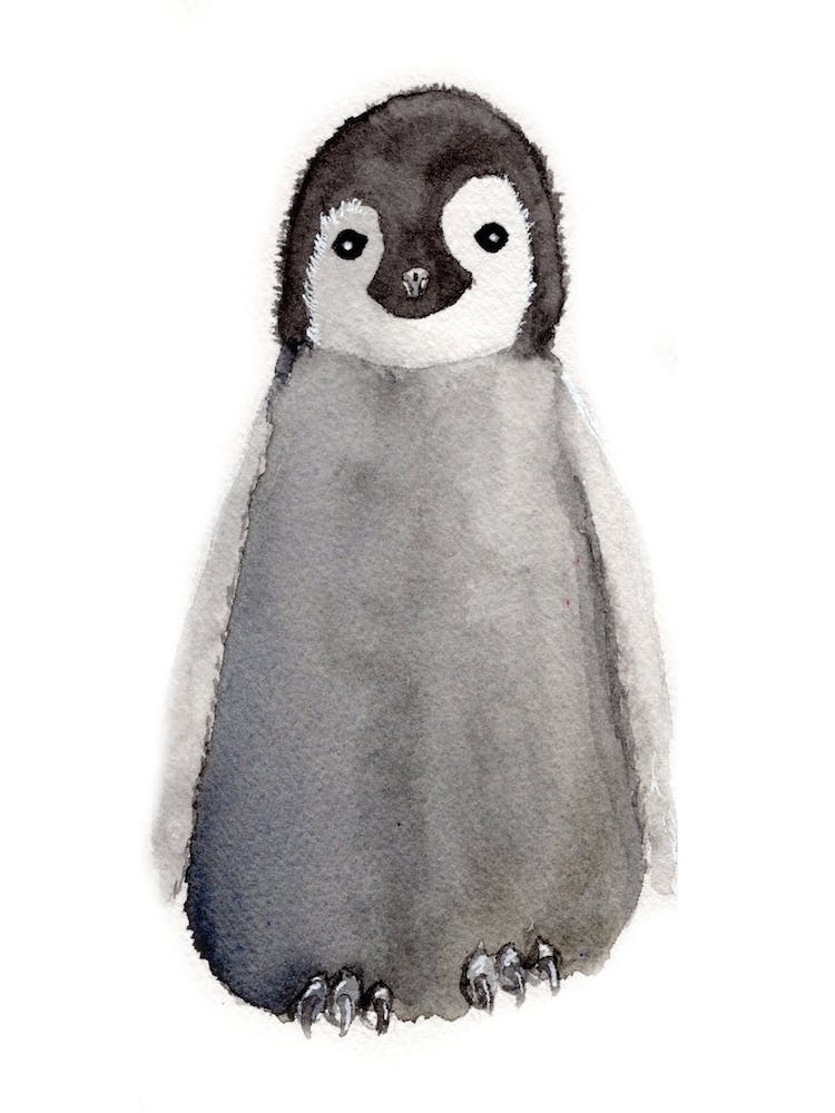 Baby Penguin