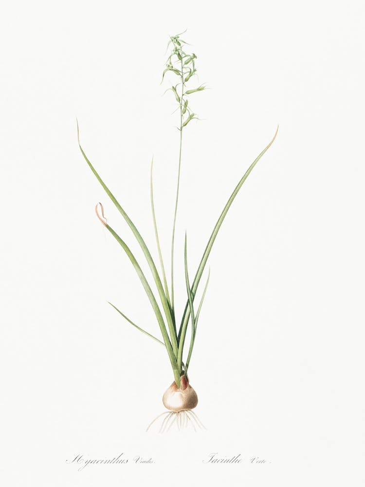 Hyacinthus Viridis Illustration From Les Liliacées (1805), Pierre Joseph Redoute