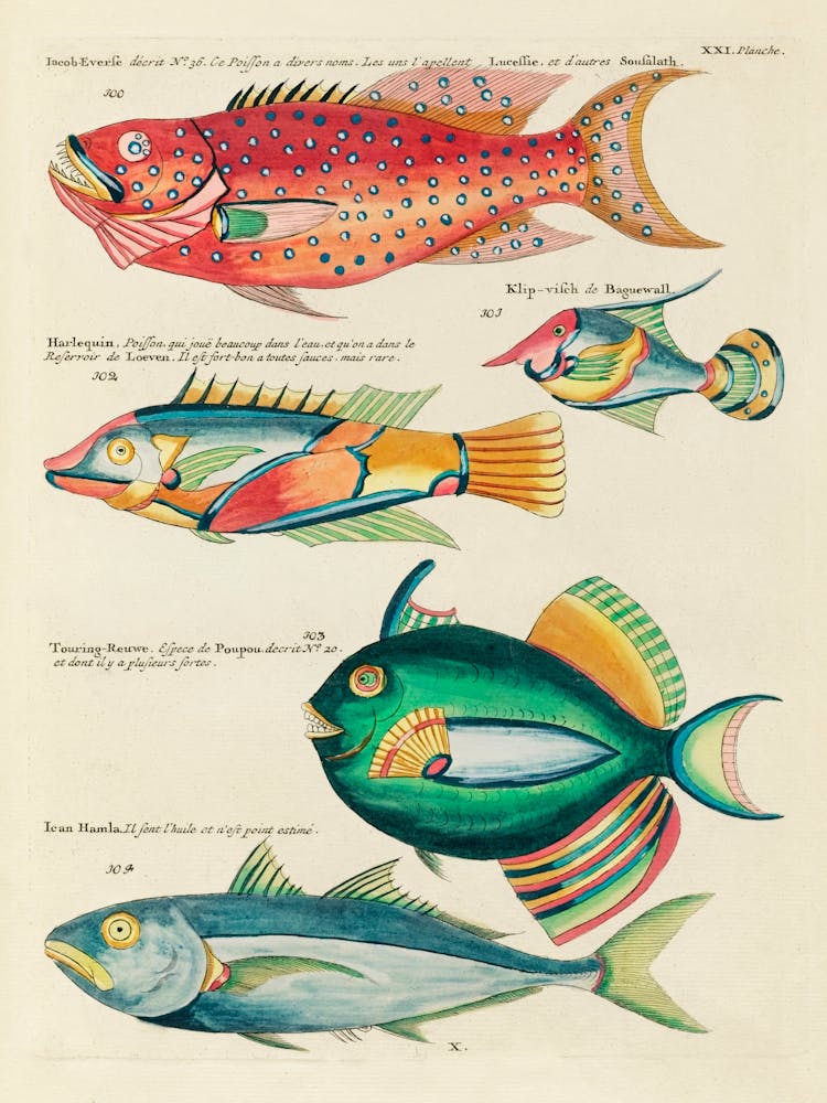 Colourful And Surreal Illustrations Of Fishes Found In Moluccas (Indonesia) And The East Indies, Louis Renard(67)