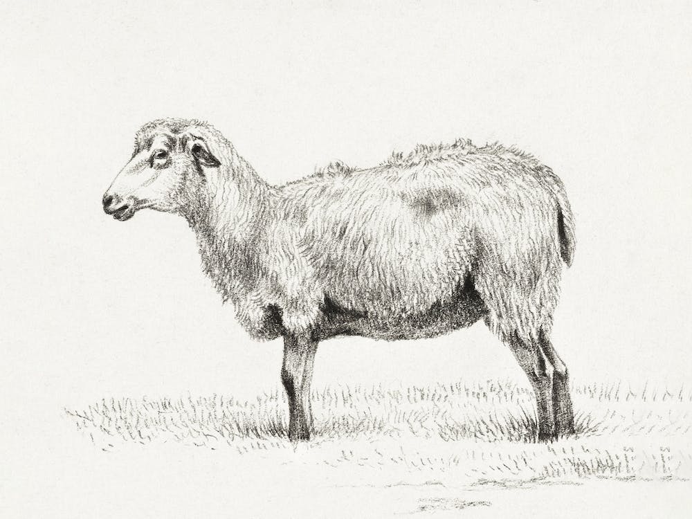 Standing Sheep, Jean Bernard