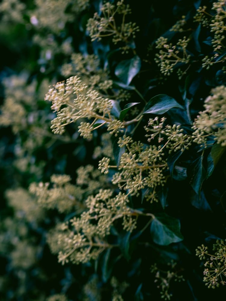 Flowers of a bush, Spain