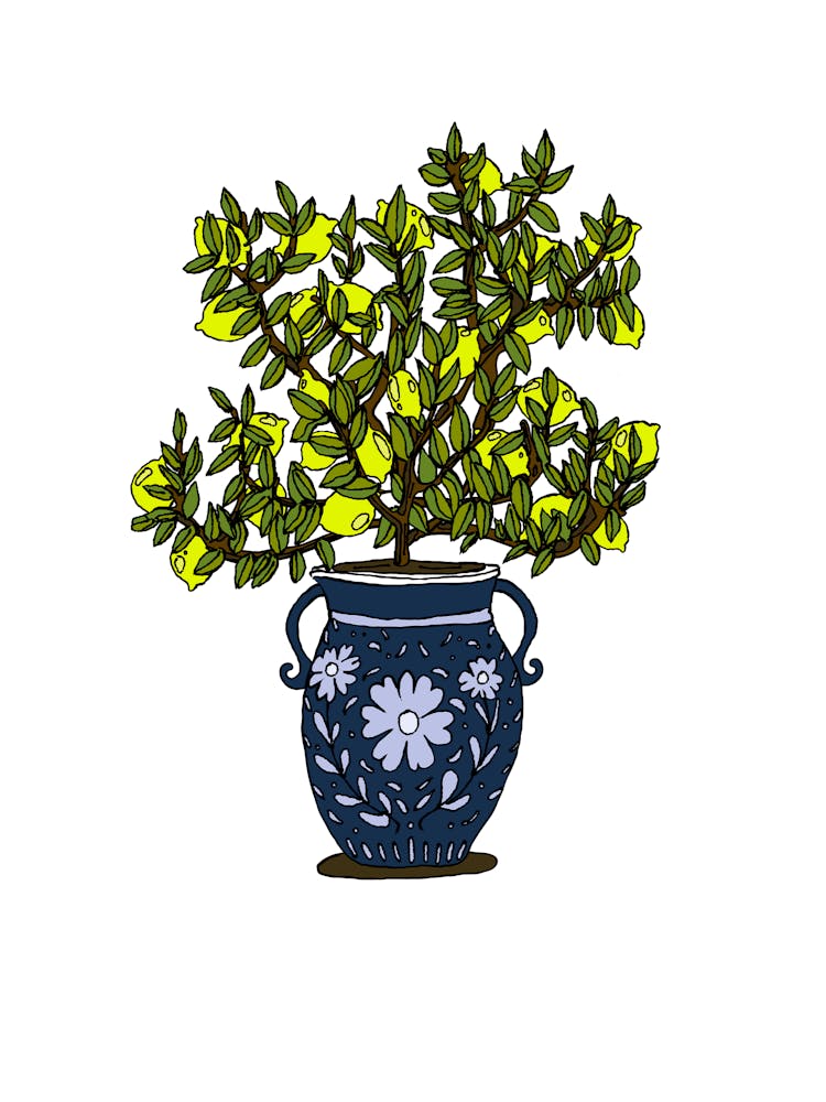 Lemon Tree In Pot