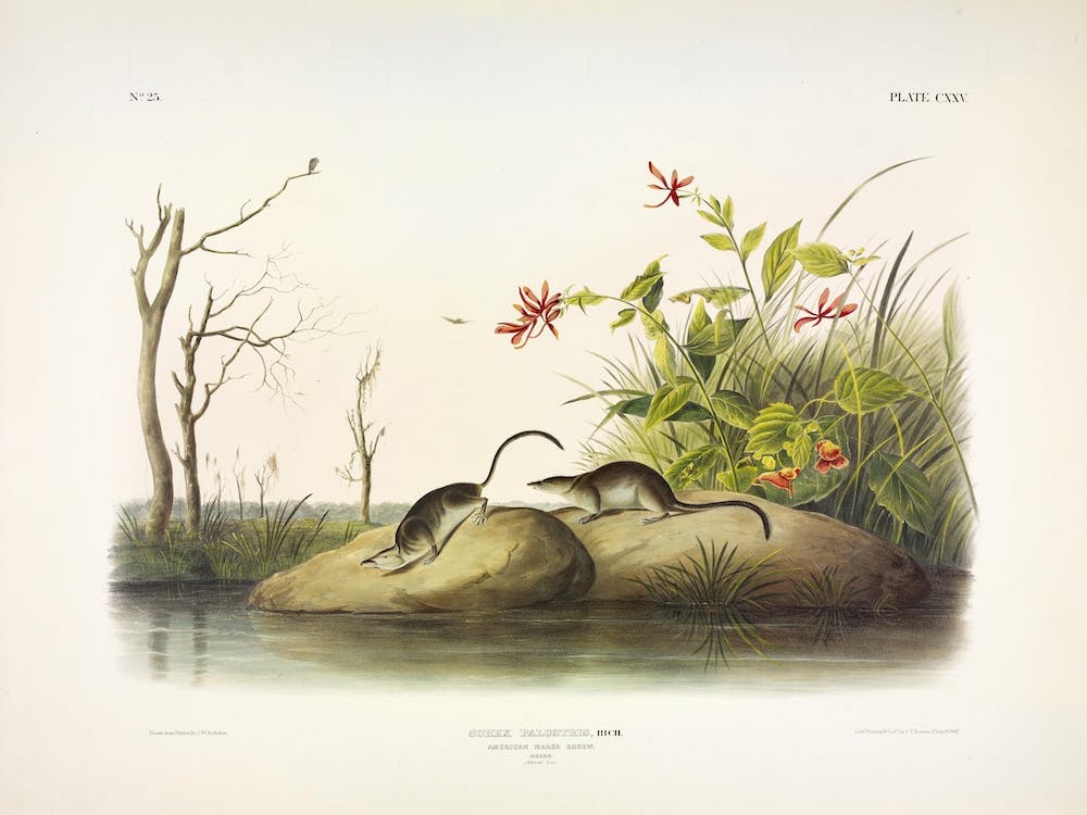 American Marsh Shrew, John James Audubon