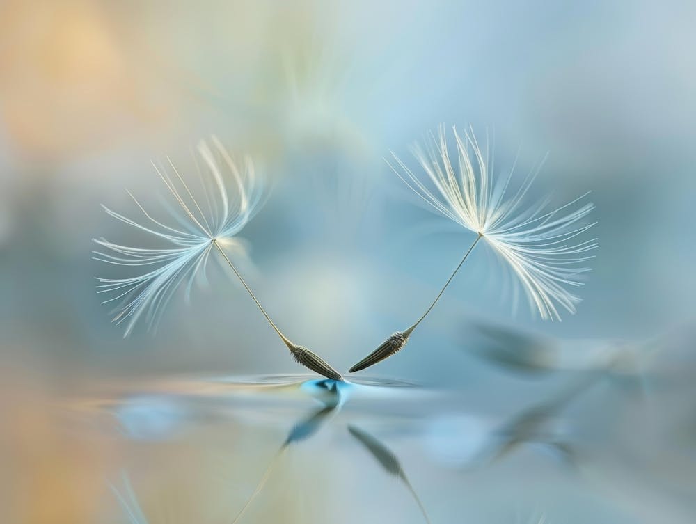 Dandelion 23