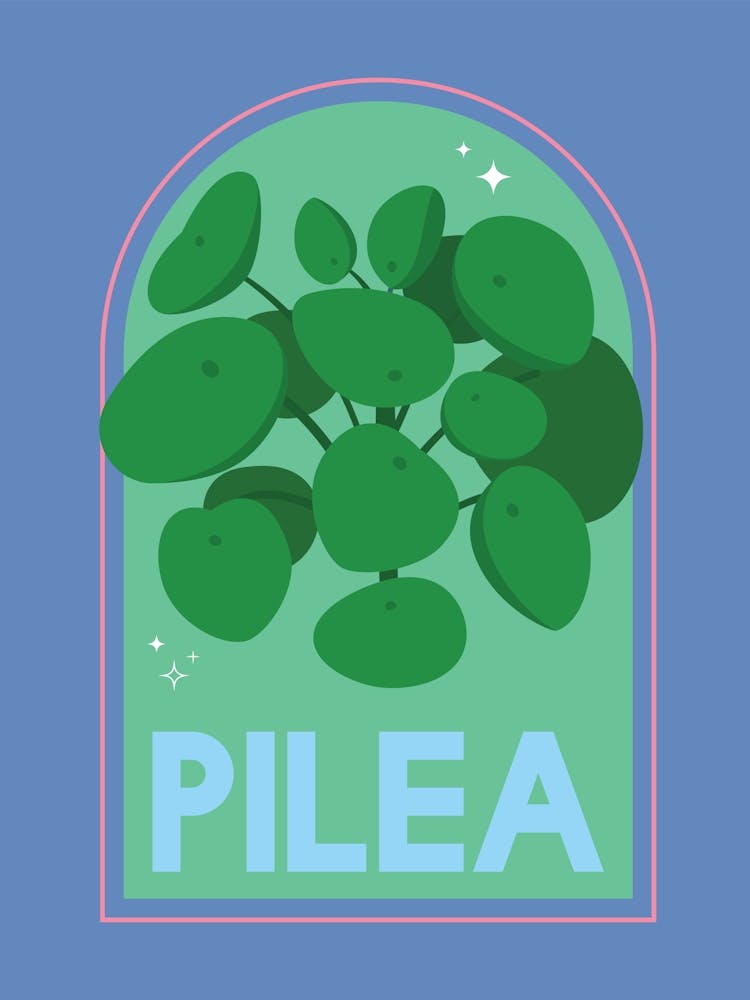Pilea