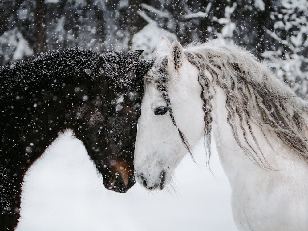 Horses In Snow Storm