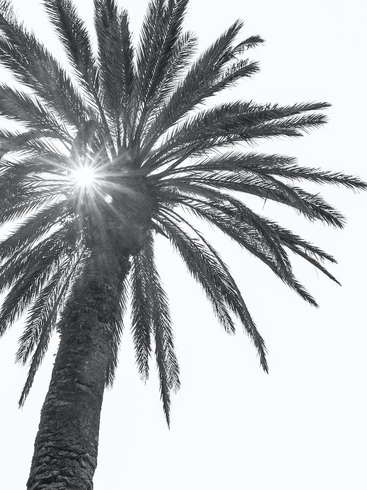 Black And White Palm Tree