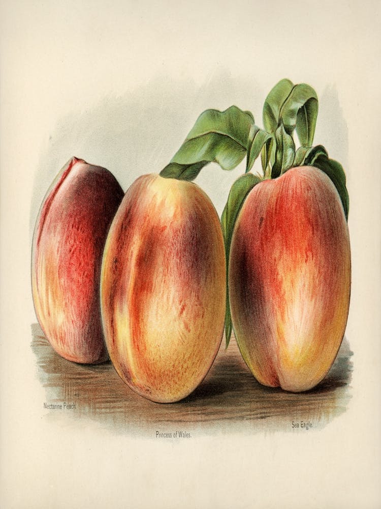 Vintage Illustration Of Peach By John Wright