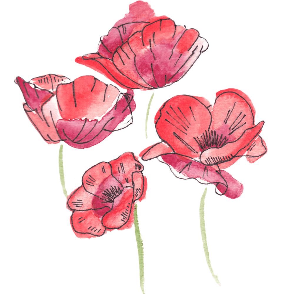 Watercolor Poppies
