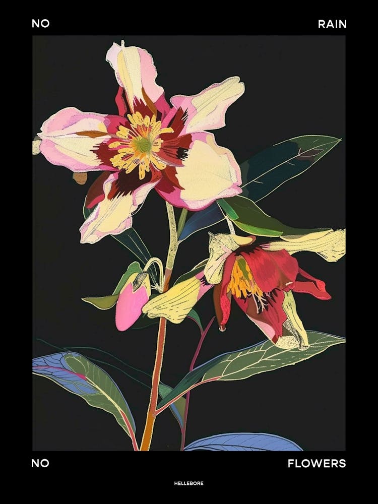 No Rain No Flowers Poster Hellebore 1