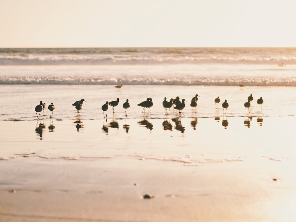 Seagulls On Beach