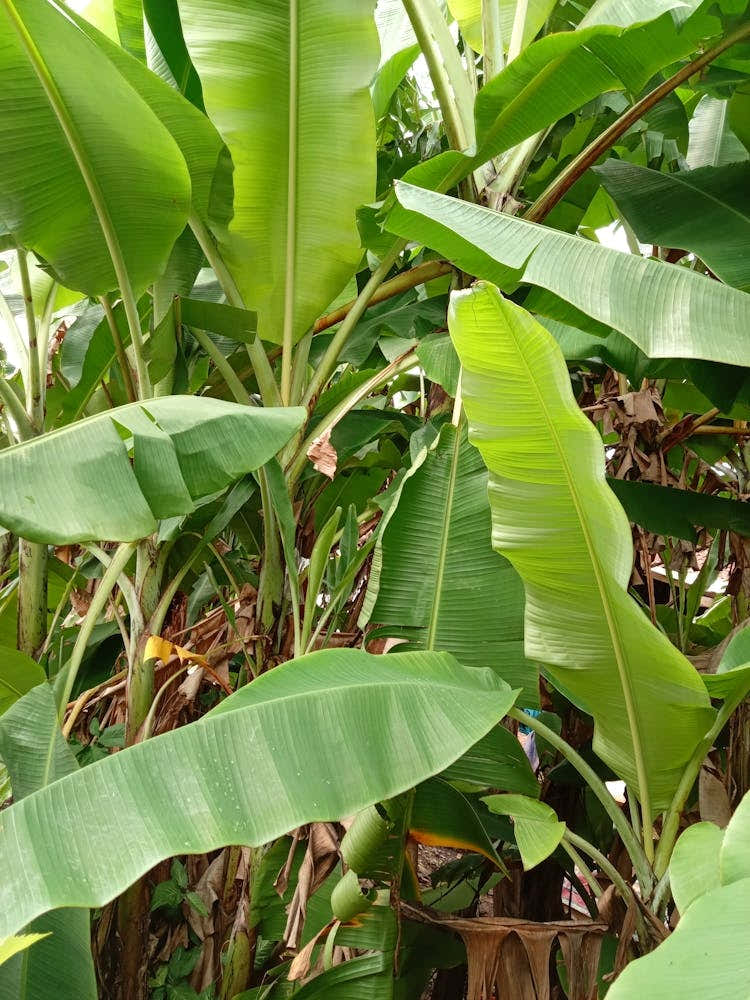 Banana Tree