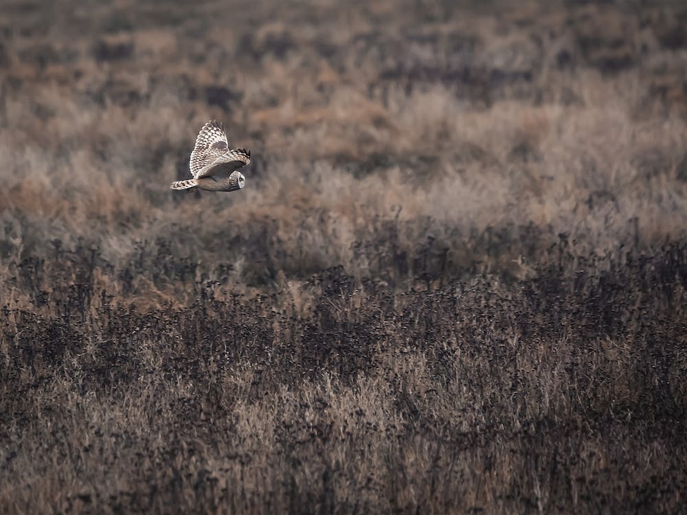 Barn Owl Flying Over Field