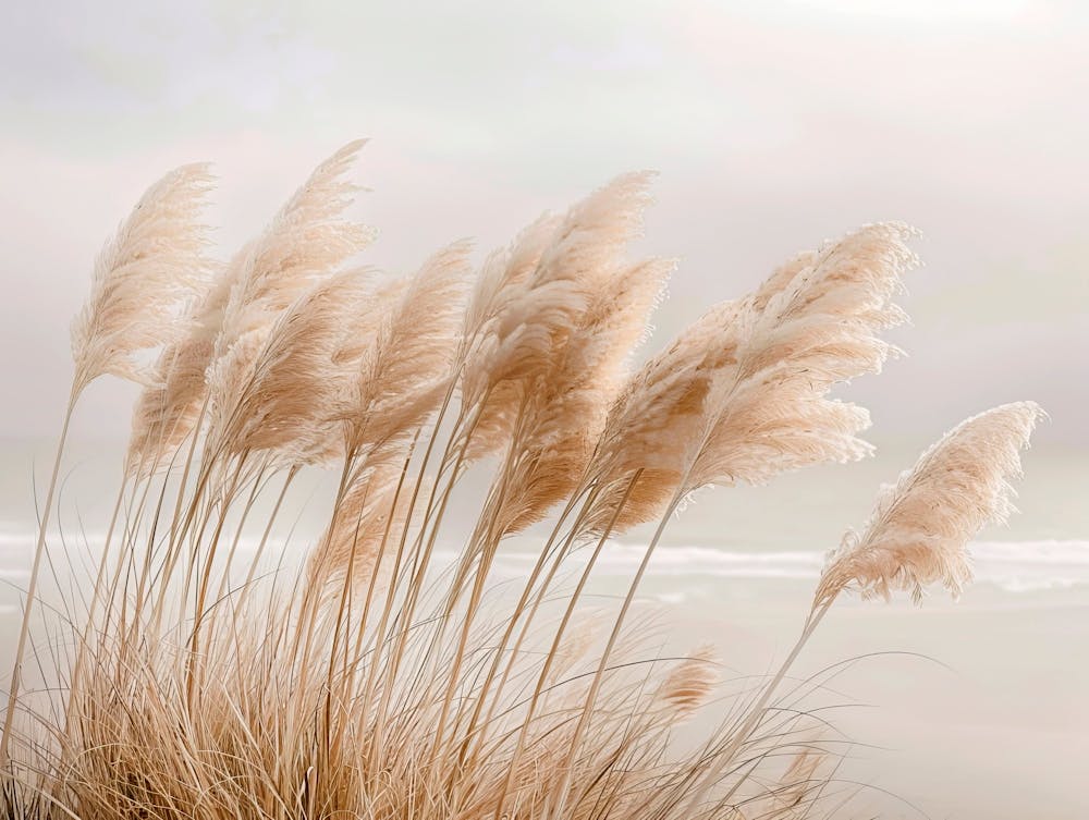 Pampas Grass At The Beach 1