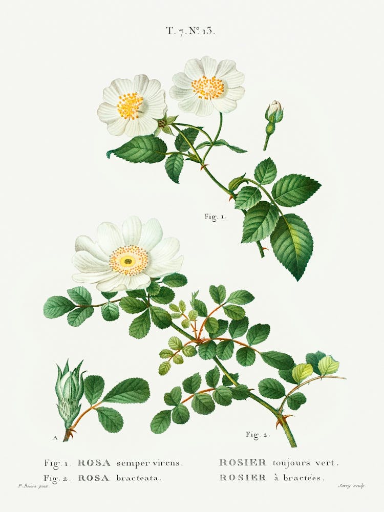 White Rose Of York Scotch Rose, Pierre Joseph Redoute