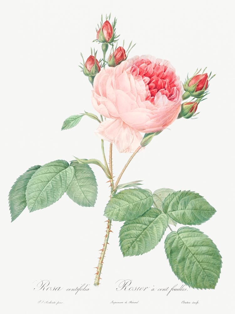 Cabbage Rose, Pierre Joseph Redoute