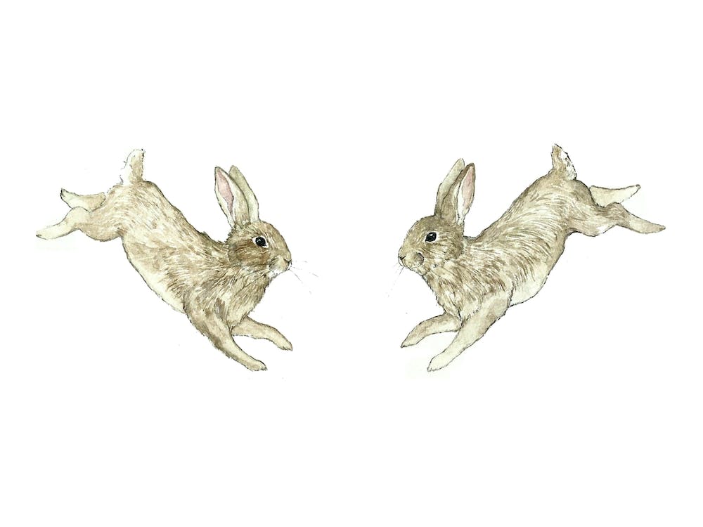 Jumping Hares