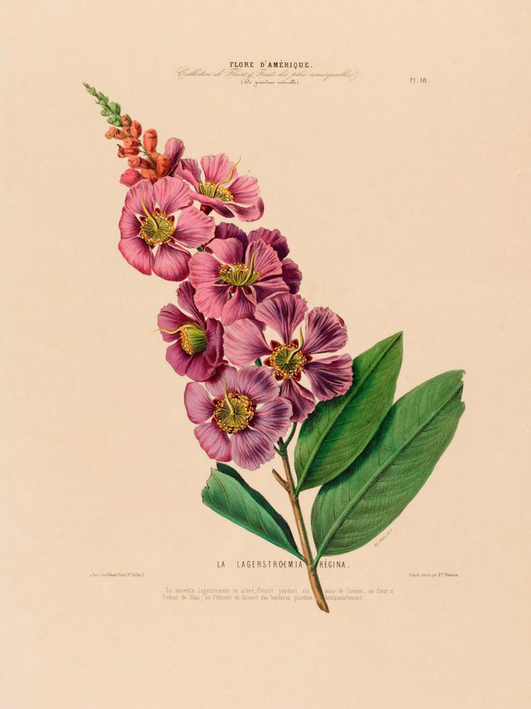 Lilac 6
